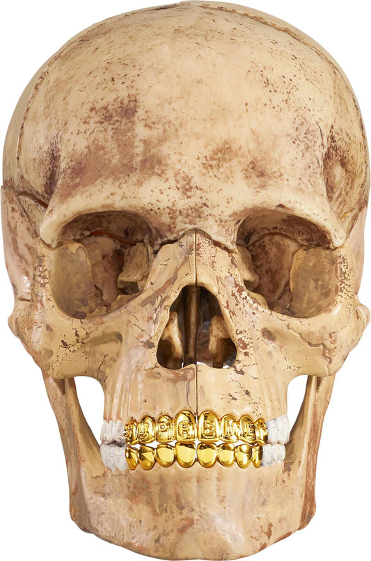 Supreme Exploded Skull "Anatomy Model"